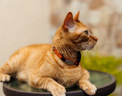 découvrez notre sélection de colliers pour chats alliant style et confort. offrez à votre compagnon félin un accessoire tendance et sécurisé, avec des options personnalisables et des matériaux de qualité. faites le choix idéal pour la sécurité et le bien-être de votre chat !