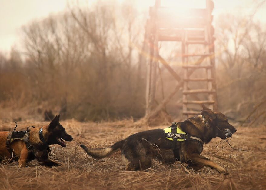 découvrez notre large sélection de colliers pour chiens, alliant style, confort et sécurité. trouvez le collier parfait pour votre compagnon à quatre pattes, adapté à sa taille et à son caractère. offrez-lui le meilleur avec des matériaux de qualité et des designs tendance.